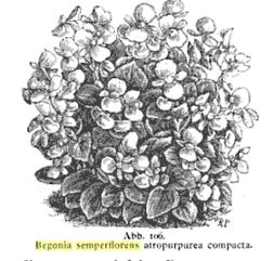 B. ‘Atropurpurea Compacta’